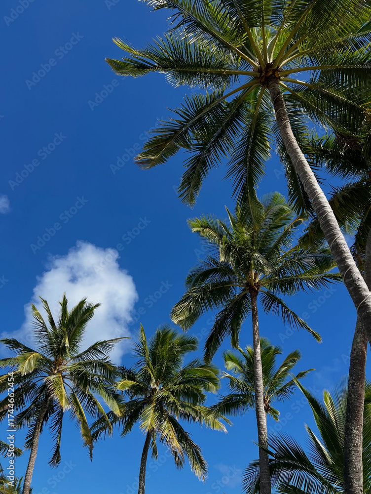 Obraz premium Tropical palm trees sway beneath bright skies.