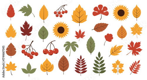 A collection of colorful autumn leaves and berries in various shapes and sizes.