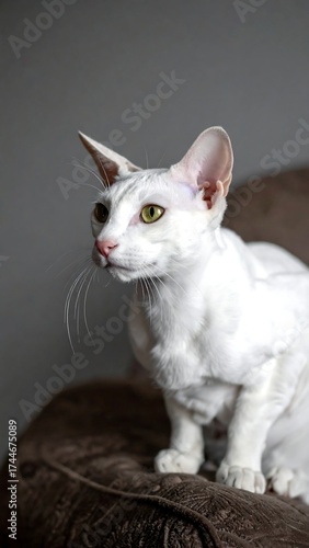 Elegant white cat with captivating eyes, sitting