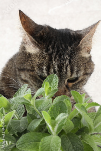 portrait of a cat, cat with a green leaf on a white background