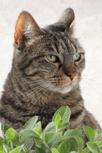 portrait of a cat, cat with a green leaf on a white background