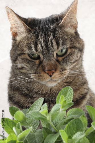 portrait of a cat, cat with a green leaf on a white background