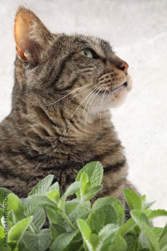 portrait of a cat, cat with a green leaf on a white background
