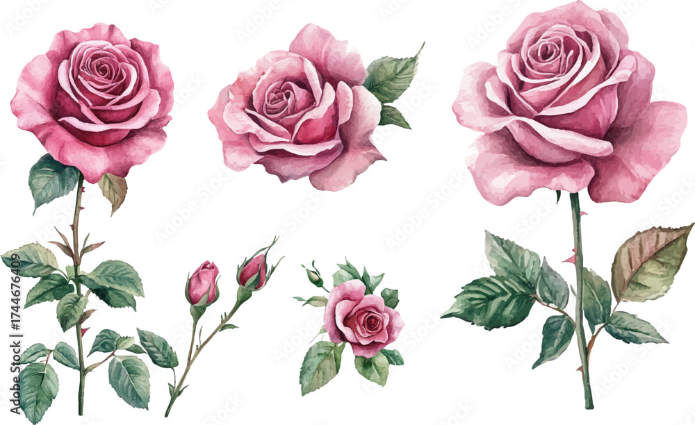 Naklejka premium pink roses on white background