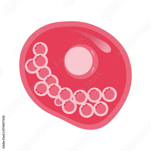 Chlamydia Trachomatis Vector Illustration. Vector illustration depicting human immune cells, including macrophages and mast cells, showcasing the biology of the immune system and monocyte types in imm