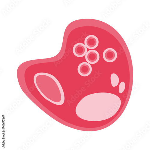 Chlamydia Trachomatis Vector Illustration. Vector illustration depicting human immune cells, including macrophages and mast cells, showcasing the biology of the immune system and monocyte types in imm