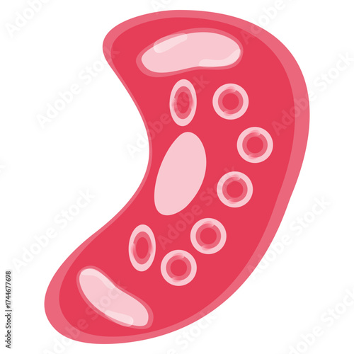 Chlamydia Trachomatis Vector Illustration. Vector illustration depicting human immune cells, including macrophages and mast cells, showcasing the biology of the immune system and monocyte types in imm