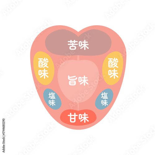 味覚を表す舌の表