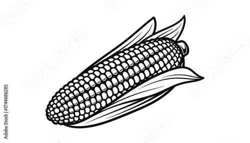 Illustration of a ripe ear of corn, detailed lines