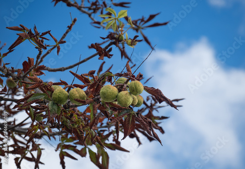 Ripened seeds (fruits) are found among the branches and drying leaves of the horse chestnut tree. blue sky background.