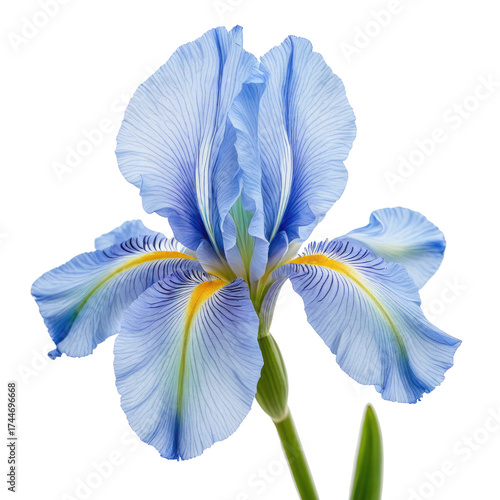Blue iris blossom with yellow detail against dark background, vibrant