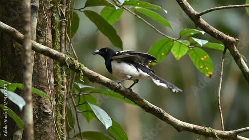 An elegant black and white White-winged Magpie perched on a tree branch amidst the vibrant green foliage of its natural jungle habitat