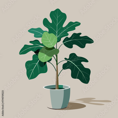 Fiddle leaf fig plant in a modern pot with shadow