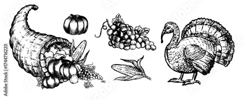 Vector Thanksgiving collection with turkey, pumpkin, cornucopia, apple and harvest vegetables in linear style. Festive sketch elements for holiday design, packaging and invitations.