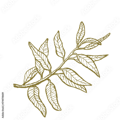 Hand drawn olive branch in green outline. Vintage botanical vector illustration in engraving style, isolated on transparent background