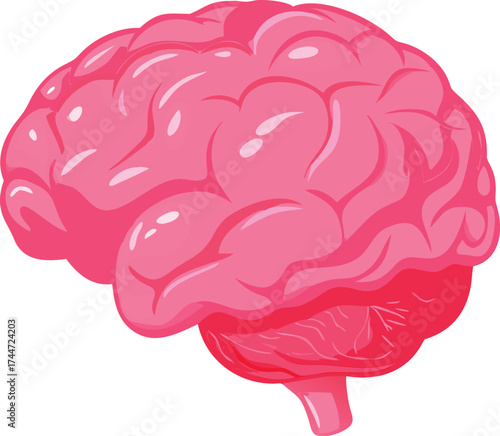 Pink brain anatomy illustration showing cerebral cortex and cerebellum in detail vector