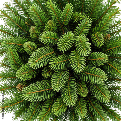 Lush, vibrant green needles of a coniferous evergreen tree, top-down view