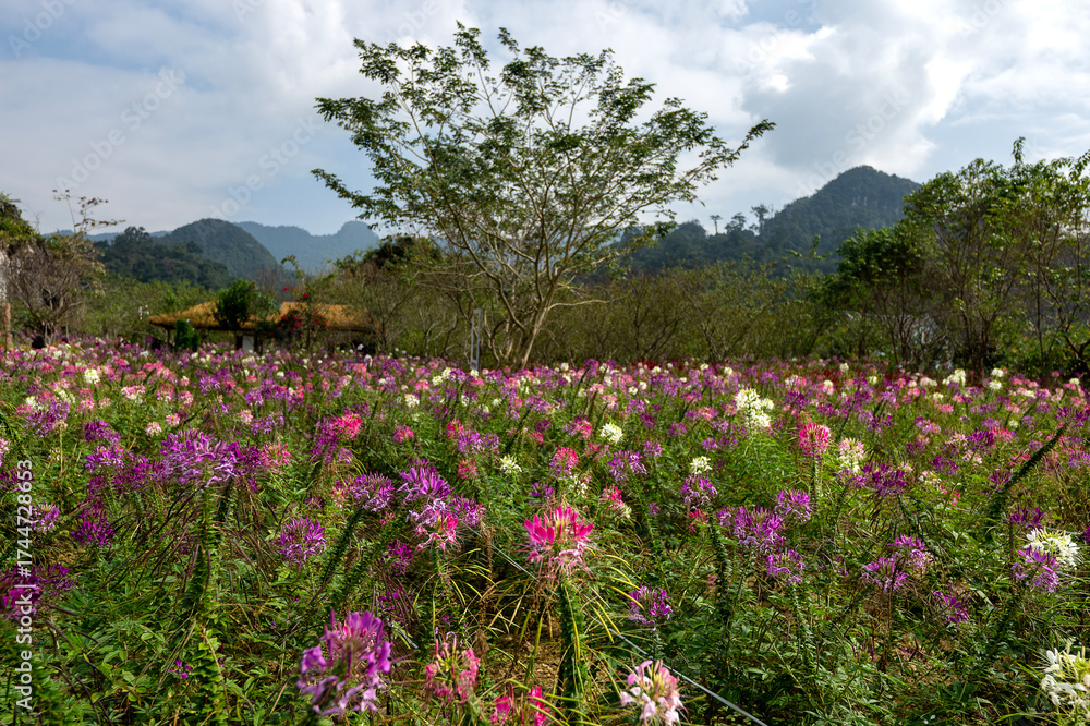 Obraz premium Colorful Wildflowers Field in Ha Giang, Vietnam. Beautiful alpine blossoms mountain landscape travel shot with vibrant blooming floral meadow background texture and copy space for text.