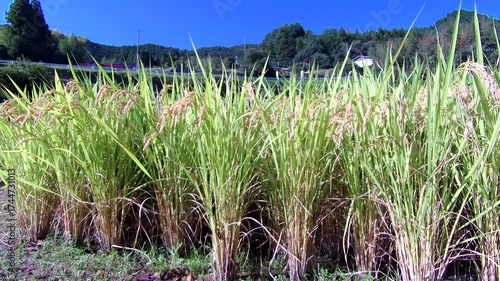 秋の田園
