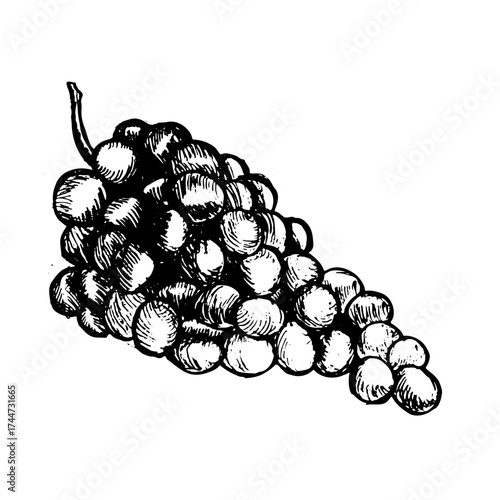 Vintage illustration of grape sketch. Ink drawn outline grapevine vector isolated on transparent background. Etching style.