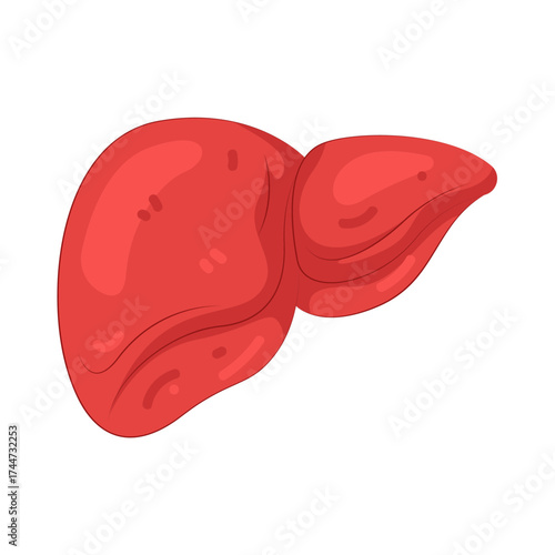 Illustration of Human Liver Anatomy