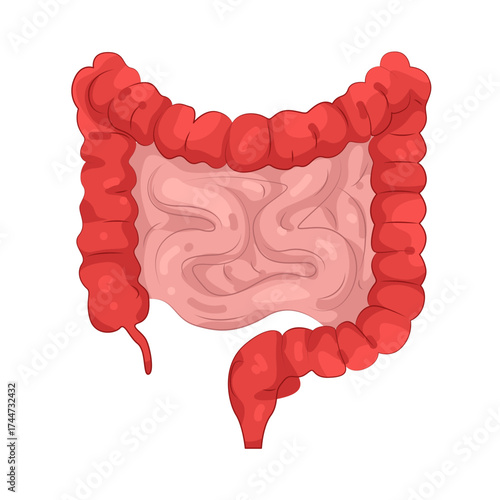 Illustration of Human Colon and Intestines