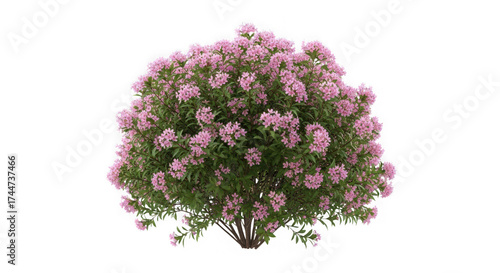 Bush with pink flowers isolated on transparent background, a beautiful plant