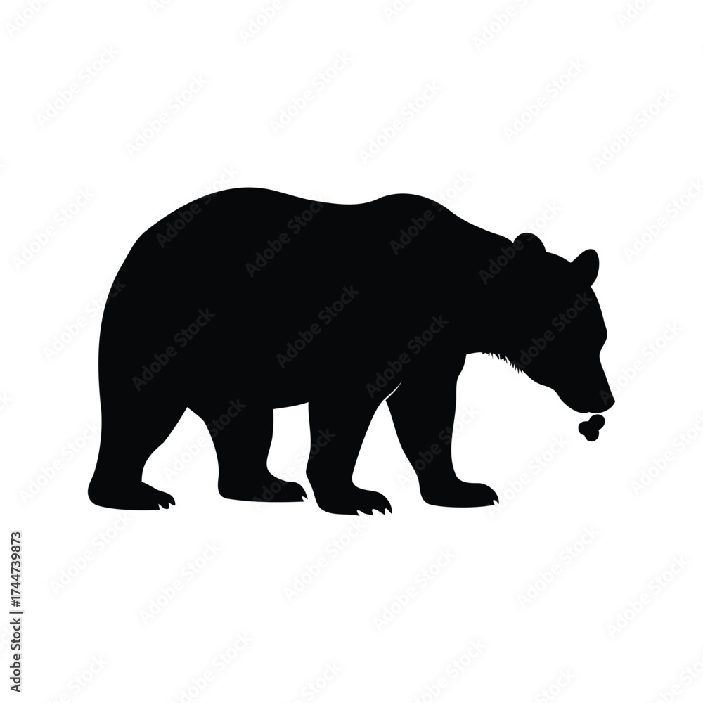 Fototapeta premium Silhouette of a large bear with a skull at its mouth, bear sniffing ground silhouette vector illustration