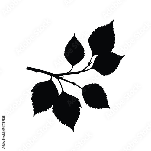 Elegant Silhouette of a Leafy Branch with Serrated Edges on a White Background, birch branch silhouette vector illustration