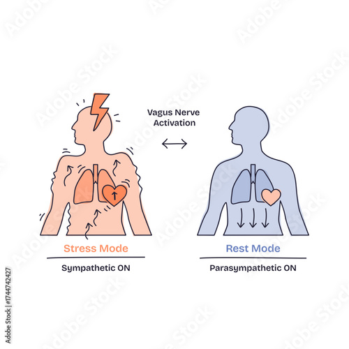 Breathing techniques help shift the body from stress mode to rest mode, highlighting lungs, heart, and nervous system, transparent background. Doodle style diagram