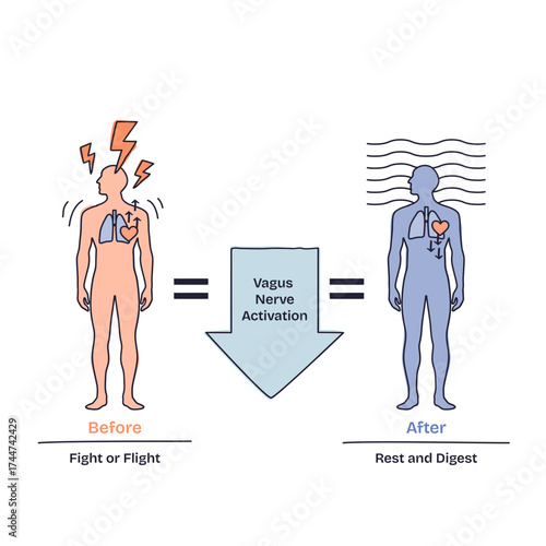 Breathing techniques show how vagus nerve activation shifts the body from fight or flight to rest and digest, key objects, human figures, arrows, heart, transparent background. Doodle style diagram