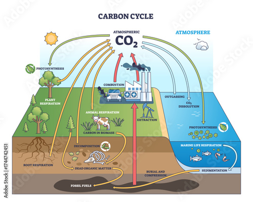 The carbon cycle shows CO2 movement through plants, animals, and the atmosphere, highlighting respiration, photosynthesis, and combustion, transparent background.