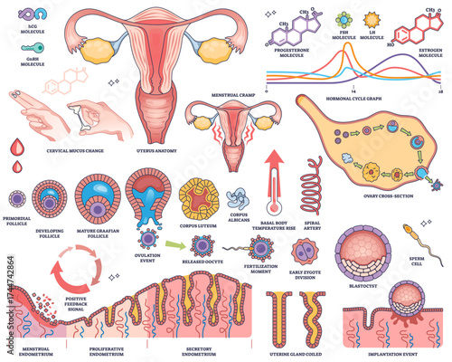 Menstrual cycle and reproductive hormones are illustrated with uterus, ovary, and hormone graphs showing key biological processes, transparent background. Outline style worksheet collection