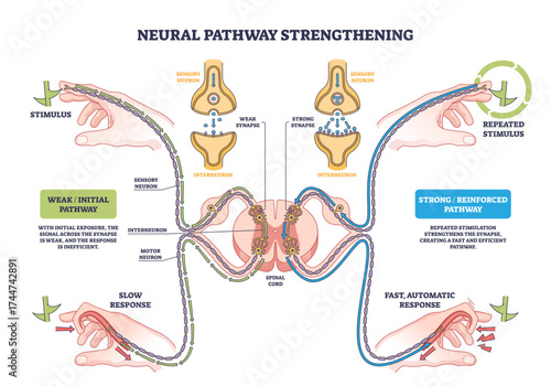 Neural pathway strengthening shows how repeated stimulus reinforces synaptic connections, key objects, neurons, synapses, spinal cord, transparent background.