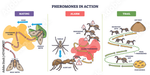 Pheromones in action shows how ants and moths use chemical signals for mating, alarm, and trail marking, transparent background.Main objects, moths, ants, arrows.
