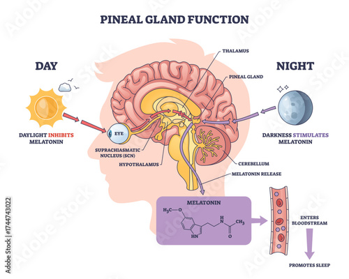 Pineal gland function diagram shows how light and darkness regulate melatonin production, featuring brain, sun, and moon, transparent background.