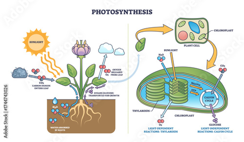 Photosynthesis shows sunlight, plant, and chloroplasts converting CO2 and water into oxygen and glucose, transparent background.