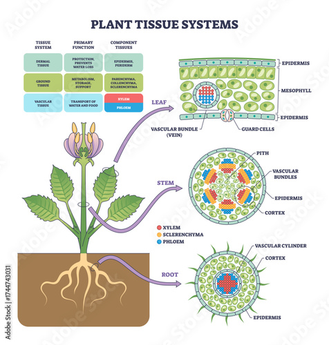 Plant tissue systems diagram shows leaf, stem, and root cross-sections, highlighting xylem, phloem, and epidermis, transparent background.