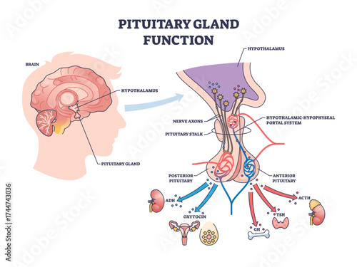 Pituitary gland function is shown with brain, pituitary gland, and hormone pathways, illustrating hormone regulation in the body, transparent background.