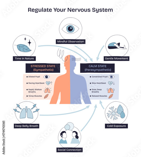 Regulate your nervous system with mindful observation, deep belly breath, and social connection, transparent background. Doodle style diagram