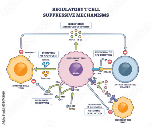 Regulatory T cell suppressive mechanisms are shown, highlighting Treg cell, cytokines, and effector T cells interactions, transparent background.