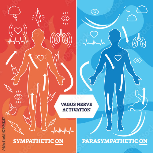 Vagus nerve activation diagram shows human outline, heart, and arrows to illustrate sympathetic vs parasympathetic response, transparent background.