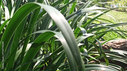 Wallpaper Mural A stunning spider lily plant with elegant white petals and long, slender filaments, showcasing tropical beauty and graceful floral form. Torontodigital.ca