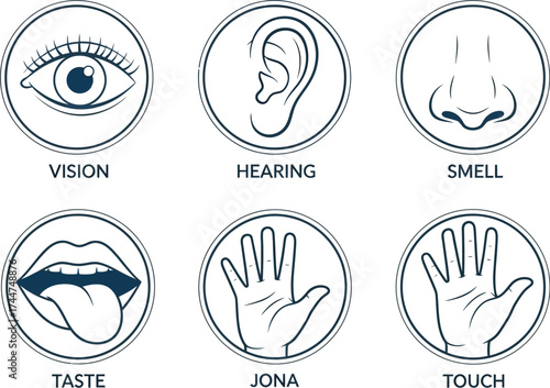 Five senses diagram illustration sensory perception concept