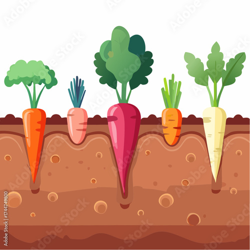 Vegetable roots in soil, underground. Flat vector illustration isolated on white background