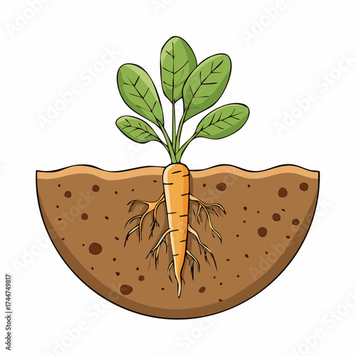 Vegetable roots in soil, underground. Flat vector illustration isolated on white background