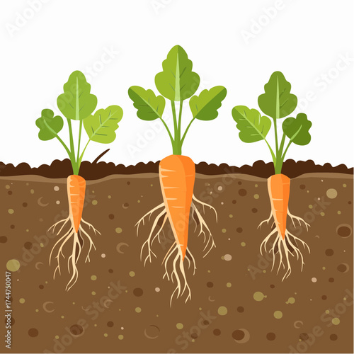 Vegetable roots in soil, underground. Flat vector illustration isolated on white background