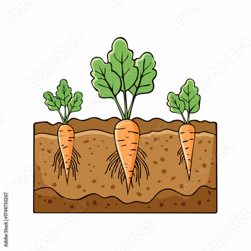 Vegetable roots in soil, underground. Flat vector illustration isolated on white background
