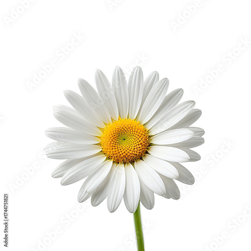 Daisy White petals surround a yellow center on dark background
