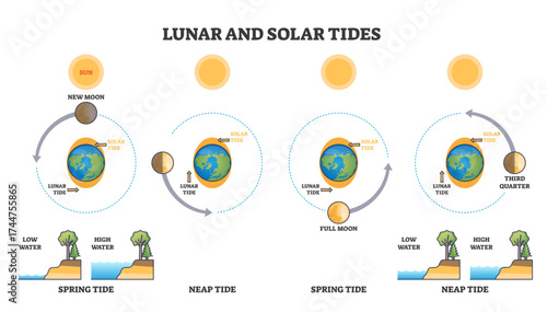 Lunar and solar tides diagram shows the sun, moon phases, and Earth influencing ocean tides, transparent background.Key objects, Earth, Moon, Sun.